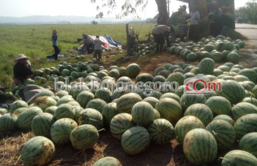 Petani di Bantaran Bengawan Solo Panen Semangka